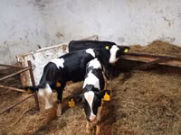 Vaca, Russian Black pied cattle — foto 2