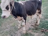 公牛, Swiss cattle — 照片 1
