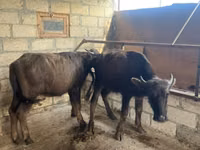 Rinder (Partie, Geschlecht nicht angegeben), Afrikanischer Büffel — Foto 1