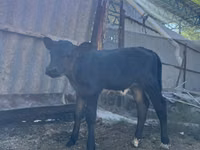 母牛, Swiss cattle — 照片 2