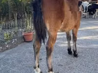 Hengst, Welsh Cob — Foto 2