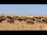 Schaf, Kazakh fat-tailed coarsewool sheep — Foto 1
