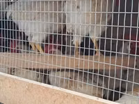 Chickens — Foto 1