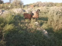 Oveja, Ovejas — foto 4
