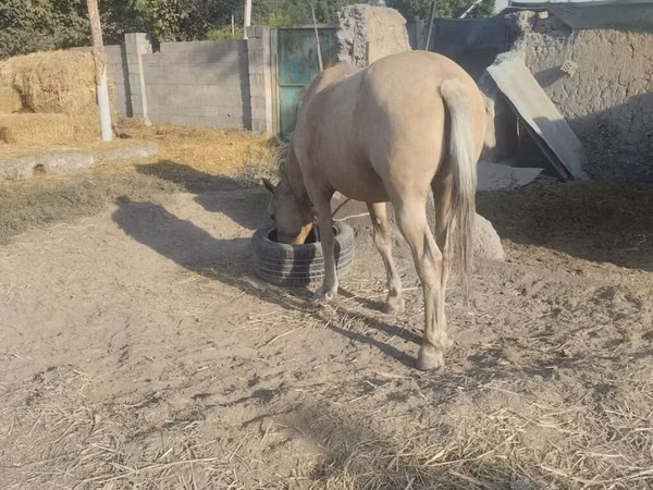 Stute, Palomino