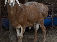 Widder, Baerchuke sheep — Foto 5