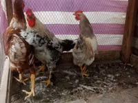 Chickens — Foto 3