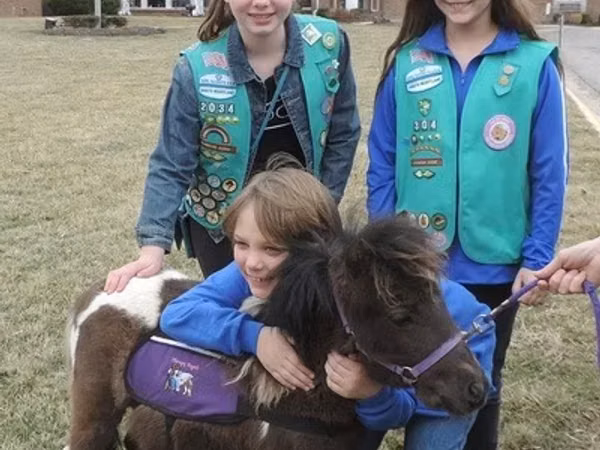 Айғыр, Miniature horse
