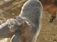 Widder, Hissar sheep — Foto 4