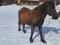 Toychoq, Kazakh horse — 1-rasm