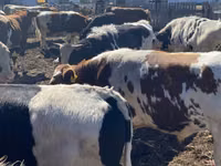 ثور, Simmental cattle — الصورة 1