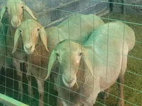 Widder, Rhon sheep — Foto 3