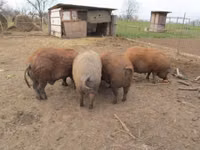 Schweine (Partie, Geschlecht nicht angegeben) — Foto 2