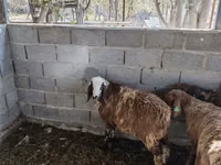 Ram, Sheep — photo 2