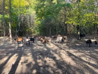 Ovejas (lote, sexo no especificado), Cameroon sheep — foto 1