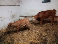 Vaca, Ganado vacuno — foto 2