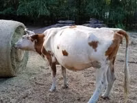 母牛, Simmental cattle — 照片 3