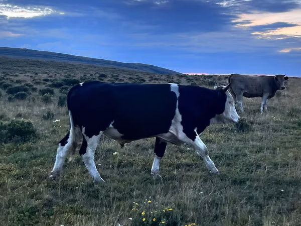 गाय, Latvian Blue cattle — कज़ाखस्तान