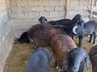 أغنام (دفعة، الجنس غير محدد), الأغنام — الصورة 1