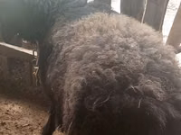 Widder, Blackheaded Persian sheep — Foto 3