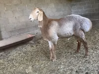 Carnero, Arashan sheep — foto 2