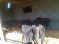 公牛, Swiss cattle — 照片 3