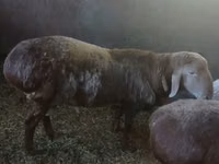 Qoʻchqor, Arashan sheep — 1-rasm
