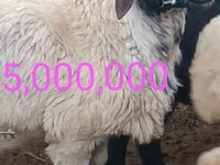 Қошқар, Қойлар — 8-сурет