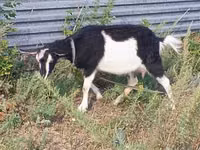 Ziege, Alpine goat — Foto 7