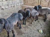 Widder, Rhon sheep — Foto 4