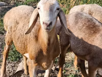 كبش, Arashan sheep — الصورة 4