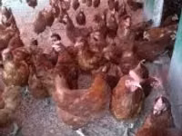 Chickens — Foto 4