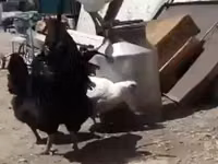 Leghorn — Foto 2