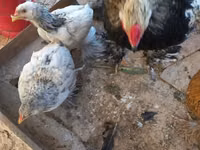 Brahma — Foto 3