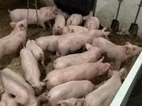 Schweine (Partie, Geschlecht nicht angegeben) — Foto 2