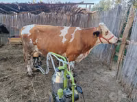 بقرة, Simmental cattle — الصورة 1