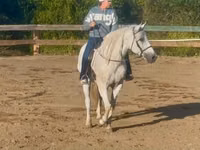 Hengst, Quarter Horse — Foto 3
