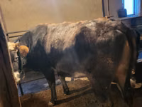 गाय, Latvian Blue cattle — फ़ोटो 4