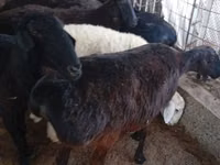 Schaf, Hissar sheep — Foto 6