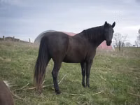 Stute, Black Sea breed — Foto 5