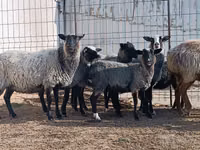 أغنام (دفعة، الجنس غير محدد), Romanov sheep — الصورة 5