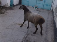 Ram, Sheep — photo 2