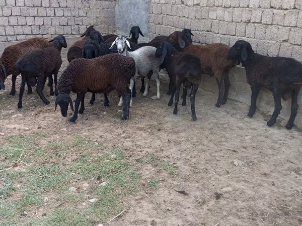 Widder, Blackheaded Persian sheep