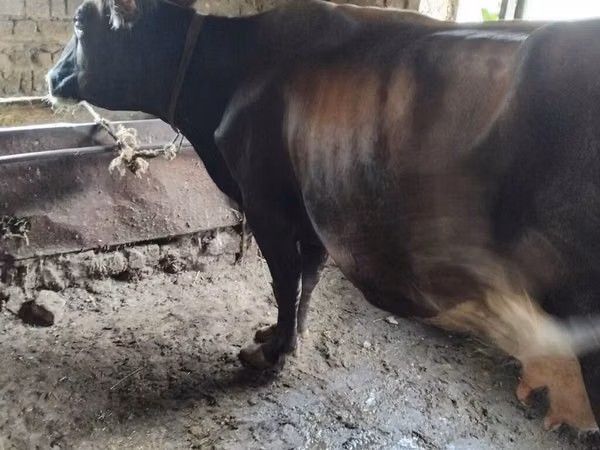母牛, Cattle — 吉尔吉斯斯坦