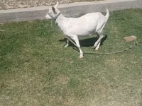 Ziege, Saanen goat — Foto 3