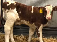 Bulle, Swiss cattle — Foto 2