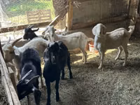 Cabro, Beetal goats — foto 1