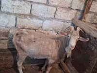 Эчки, Заанен кодуру — сүрөт 1