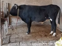 公牛, Cattle — 照片 1
