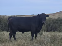 公牛, Aberdeen-Angus — 照片 1